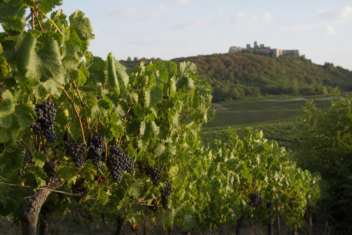 Cabernet Franc vineyards around Chinon