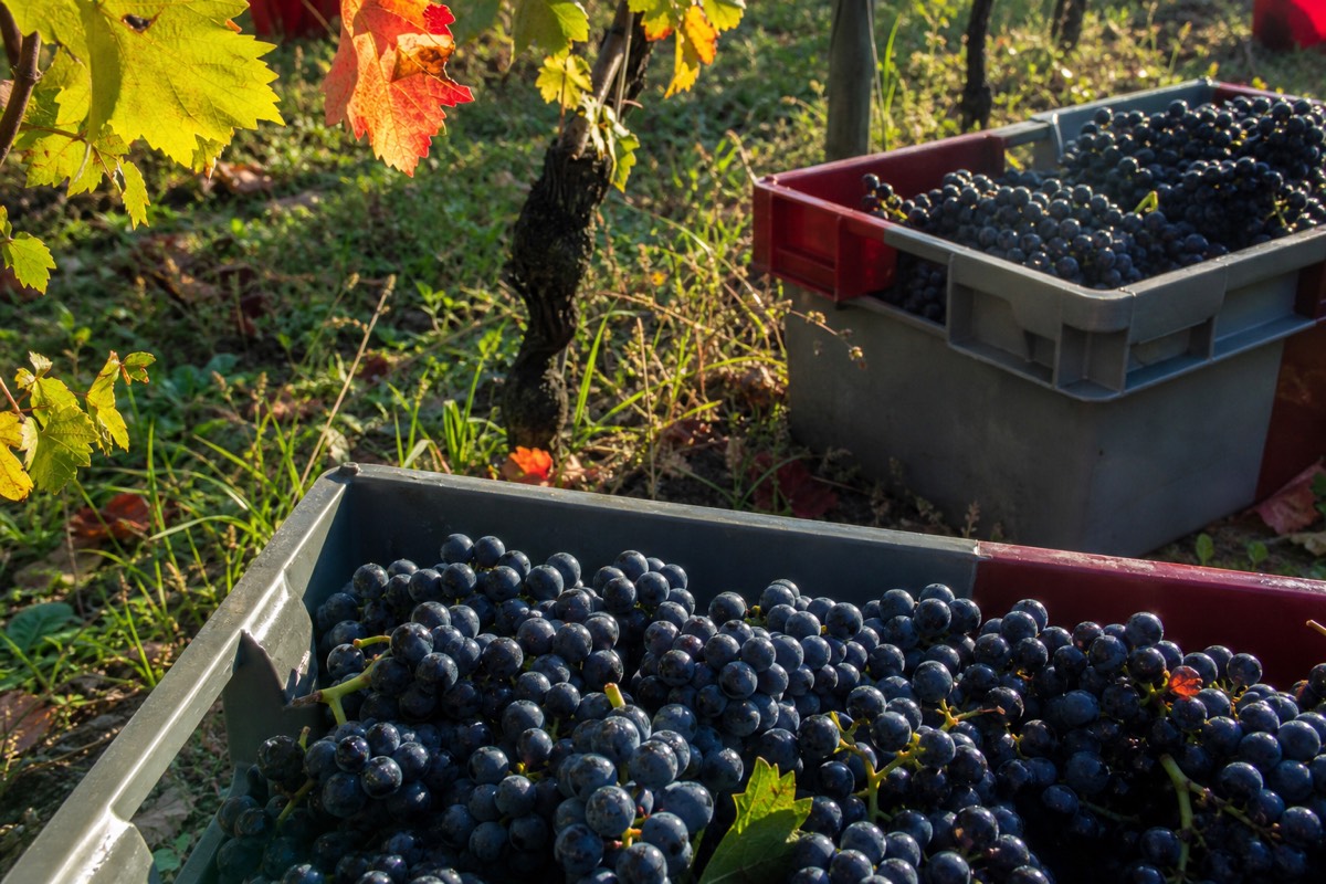 Hand-harvesting grapes in a Loire vineyard
