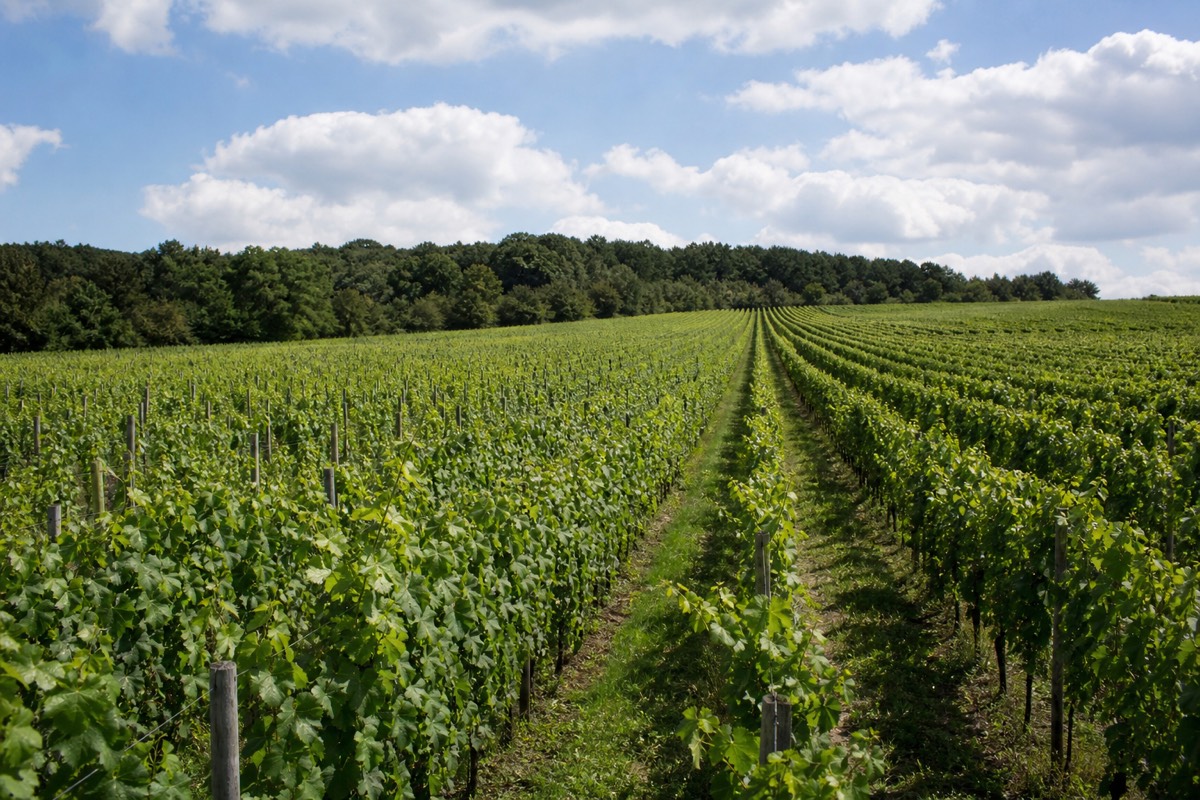 The Loire Valley wine region of France