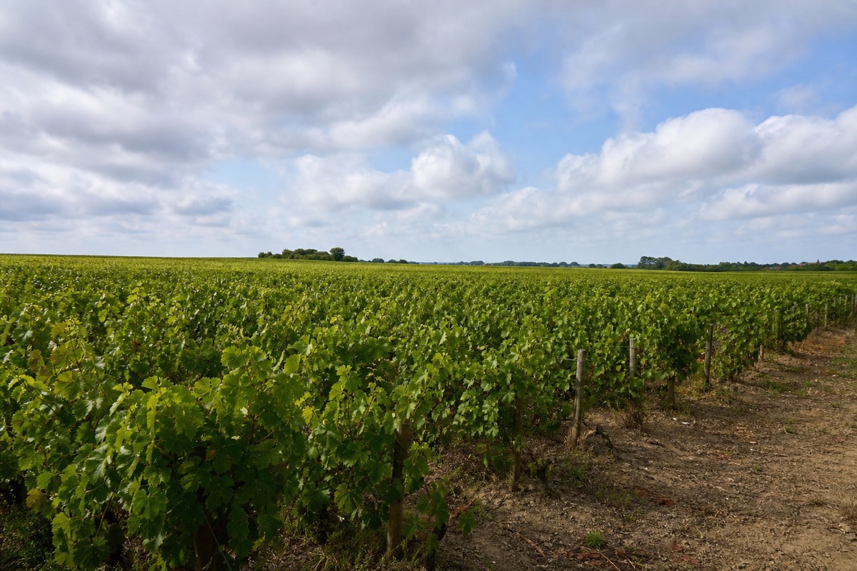 Melon de Bourgogne vines in the Muscadet